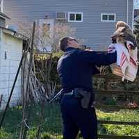 <p>Suffolk County Police Officer Andrew Hooghuis and the baby owl.</p>