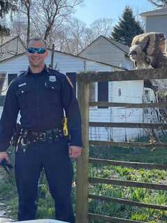 Officer Rushes To Aid Injured Baby Owl On Long Island