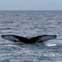 <p>Whale Tail: A whale submerging about two miles off the Jersey Shore last month. (Photos courtesy of Roger J. Muller, Jr. )</p>