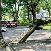 <p>The downed tree.</p>