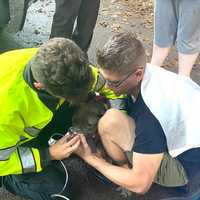 <p>The dog being treated after getting rescued.</p>