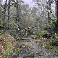 <p>Some of the damage found in Killingly from the tornado.</p>