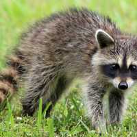 Rabies Alert Issued After Raccoon Tests Positive For Virus Near Maryland Elementary School