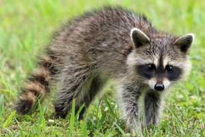 Rabid Raccoon Found In Maryland Neighborhood