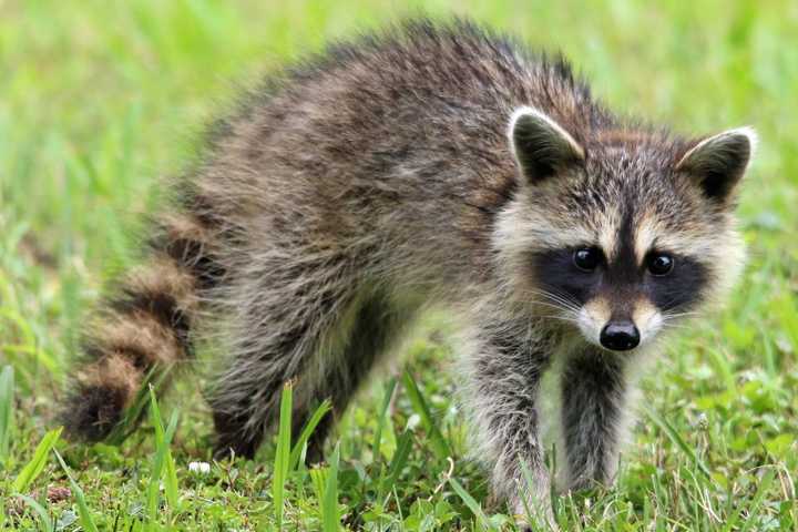 Rabid Raccoon Found In Maryland Neighborhood