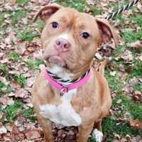 <p>Naomi is up for adoption. visit. www.rescuedogsrocknyc.org.</p>