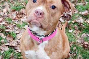 Oakland Animal Shelter Offers Valentine's Special