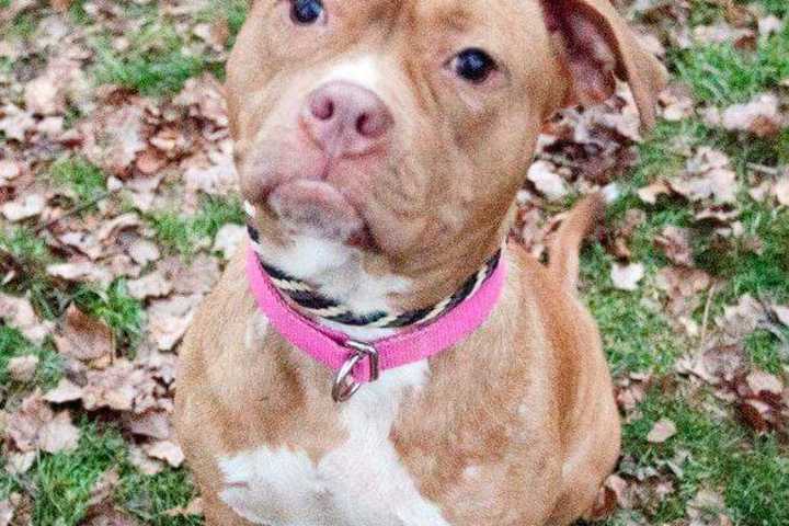 Oakland Animal Shelter Offers Valentine's Special