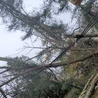 Storm With Gusty Winds Leads To Power Outages In Massachusetts