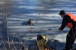 Fairfield Firefighters Rescue Dog From Ice-Covered Pond