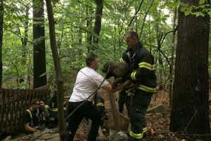 Fairfield Firefighters Rescue Trapped Dog