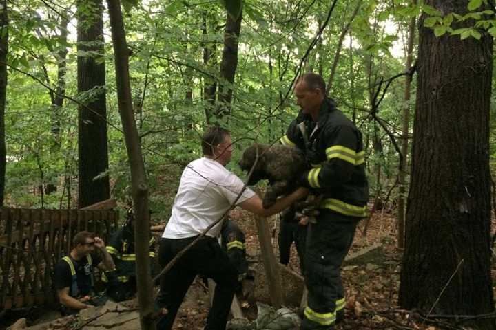 Fairfield Firefighters Rescue Trapped Dog
