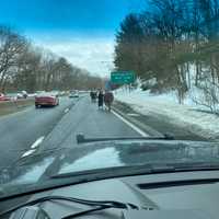 <p>A horse was out on the loose on the Northern State Parkway on Long Island.</p>