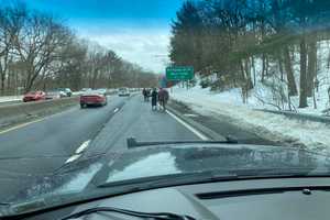 Right Of Neigh? Horses Who Escaped Stable Corralled On Northern State Parkway In Suffolk