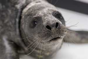 Stranded Seal Pup Gets ‘Wonderful World’ At National Aquarium