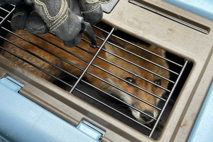 Capitol Fox Who Bit 9 Including Congressman Euthanized Over Rabies Concerns: Report