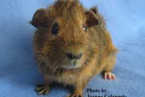 Fudgie Is Hudson Valley Animal Rescue Pet Of The Week