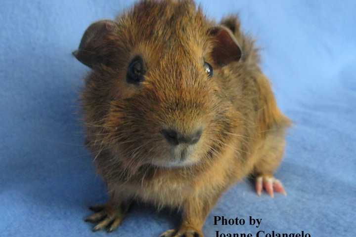 Fudgie Is Hudson Valley Animal Rescue Pet Of The Week