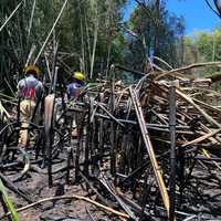 Bamboo Field Erupts In Flames In Baltimore County