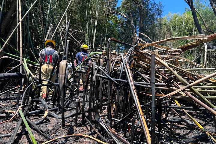 Bamboo Field Erupts In Flames In Baltimore County