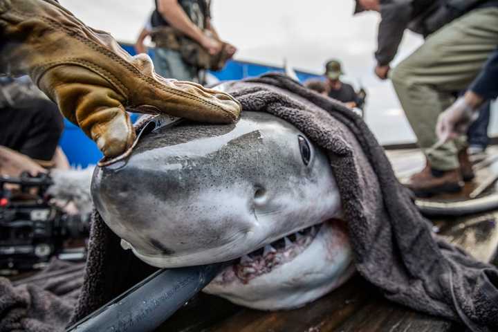 800-Pound Shark Tracks In NJ Waters