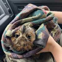 <p>An injured Great Horned Owl was rescued by police in Maryland.</p>