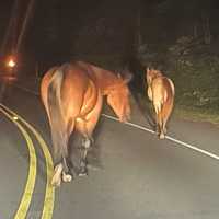 <p>These horses were found in Calvert County.</p>