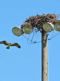 Connecticut Audubon Society Finds Thriving Osprey Population