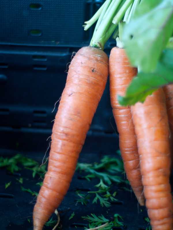 Suffern Farmers Market Celebrates 15 Years