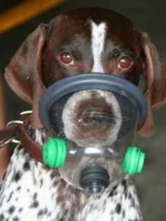 Passaic County Sheriff's Department K9 Unit Seeks Pet Oxygen Masks