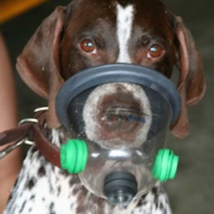 The Passaic County Sheriff&#x27;s Department K9 Unit needs pet oxygen masks for its dogs.