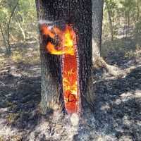 <p>Fire burns the inside of a tree.</p>