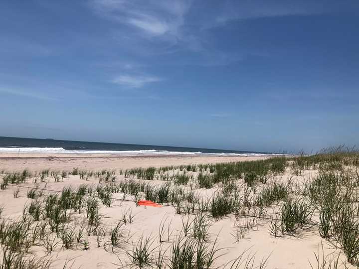 A beach on Fire Island.&nbsp;