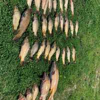 Fish Seized, $4,200 In Fines Issued After Trio Exceeds Daily Carp Limit On CT River