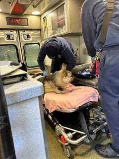 Maryland Firefighters Resuscitate Dogs Found In House Fire, Cats Perish