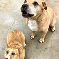 <p>These dogs were dropped off to members of the Prince George&#x27;s County Fire Department.</p>