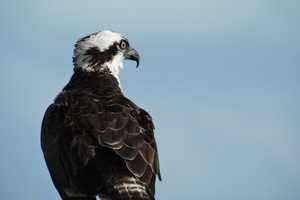 Look Skyward For The Majestic Osprey, A Bird Of Summer