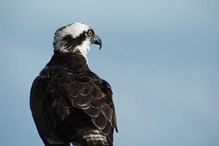 Look Skyward For The Majestic Osprey, A Bird Of Summer