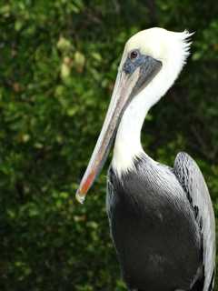 Watch The Sky: Brown Pelicans Head North To Area Shorelines