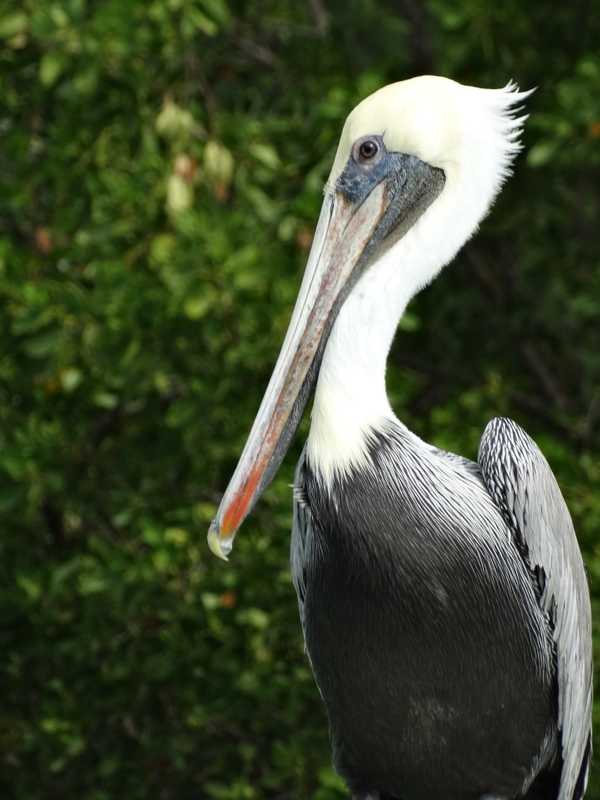 Watch The Sky: Brown Pelicans Head North To Area Shorelines