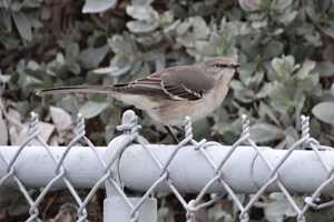 Nocturnal Bird Songs Enliven Summer Evenings