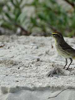 Fall Migration Of Birds Begins In Area