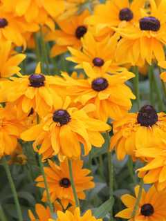 Plant A Garden At East Rutherford Memorial Library
