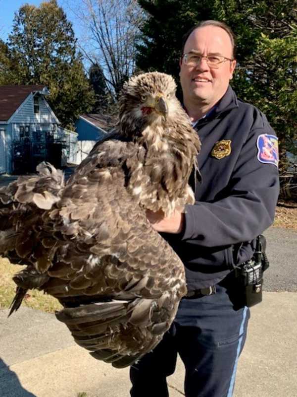 Young Bald Eagle Rescued By Howard County Authorities
