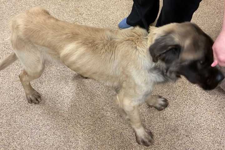 Starving, Malnourished Canines Found Abandoned Among Dead Dogs In Frederick County: Sheriff