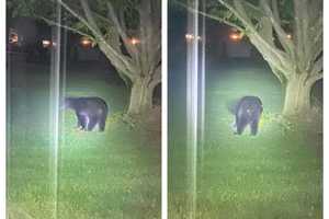 Bear Spotted In Philly Suburbs: Police