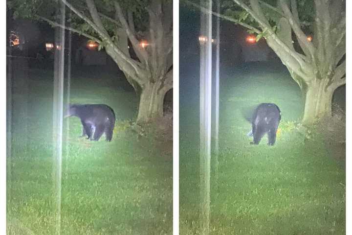 Bear Spotted In Philly Suburbs: Police