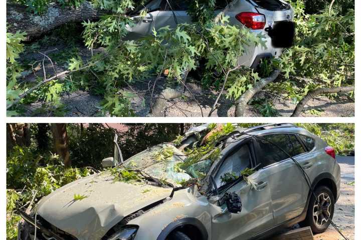 Trapped Driver Rescued After Tree Falls On Car In Montco: Authorities