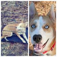 $1,000 REWARD: Who Dumped Crated Dog In NJ Woods Near Gun Club?