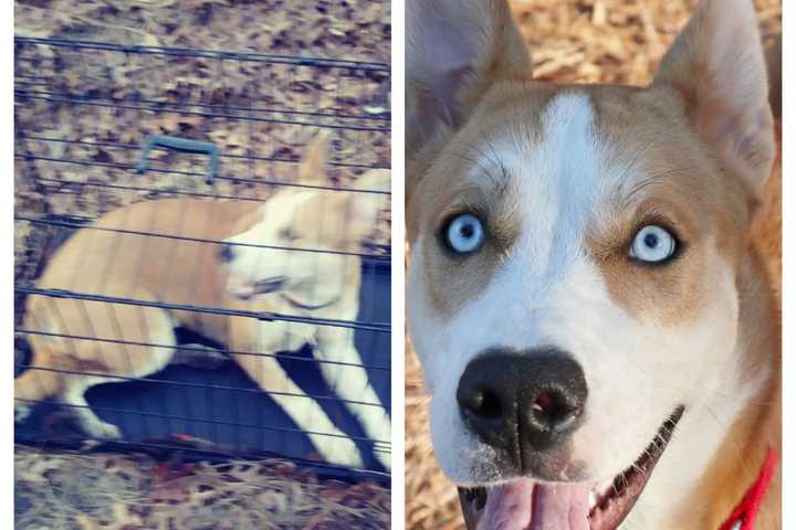 $1,000 REWARD: Who Dumped Crated Dog In NJ Woods Near Gun Club?